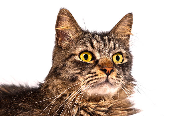 istock Portrait of Norwegian Forest Cat 180735392