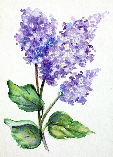 original art watercolor painting of lilacs - leylak stock illustrations