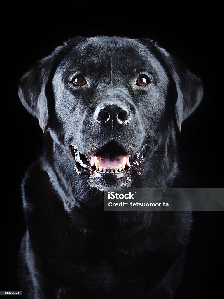 Labrador Retriever nero - Foto stock royalty-free di Labrador retriever nero