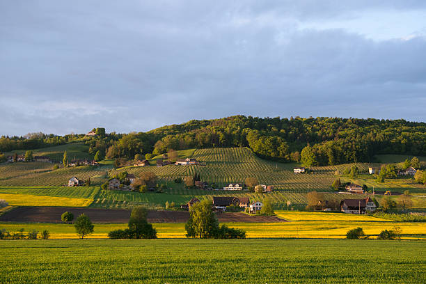 winnice w weinfelden - thurgau zdjęcia i obrazy z banku zdjęć