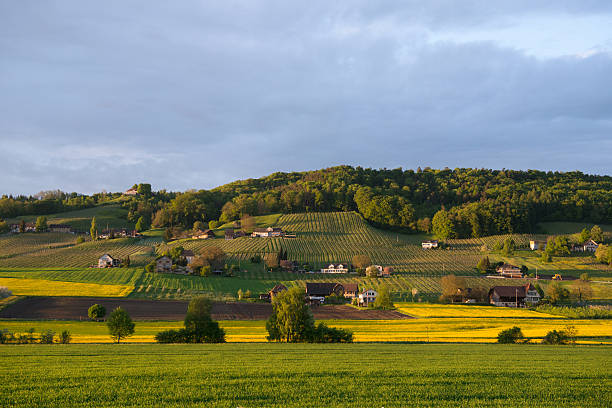 vinhedos em weinfelden - thurgau - fotografias e filmes do acervo