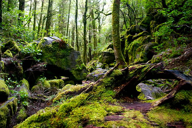 moss rocas, & haya plata (nothofagus bosque menziesii) - kahurangi fotografías e imágenes de stock