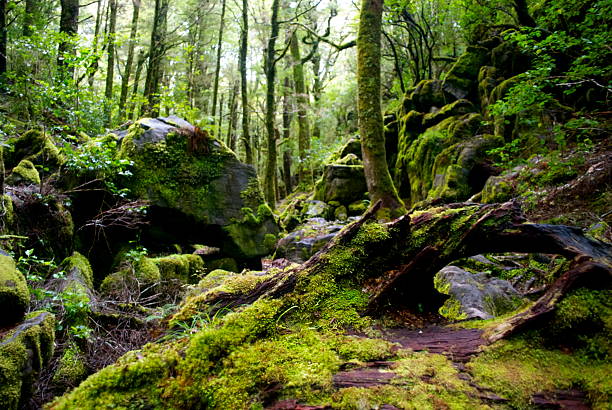 Rocks, Moss & Silver Beech (Nothofagus Menziesii) Forest  motueka stock pictures, royalty-free photos & images