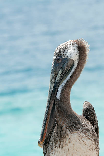istock pelican on a rock in the caribean 180735973