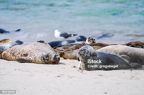 Foche E Leoni Marini Di La Jolla - Fotografie stock e altre immagini di Ambientazione esterna - Ambientazione esterna, Animale, Animale selvatico