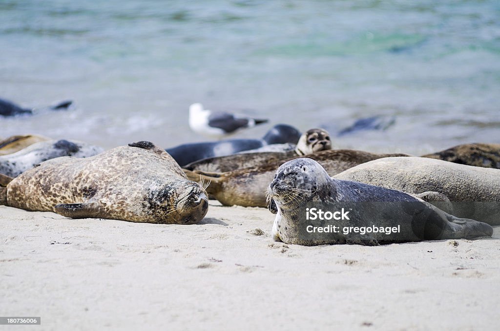 Leões marinhos e focas em La Jolla - Foto de stock de Animal royalty-free