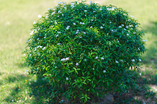 Green shrubs and small white flowers In the garden