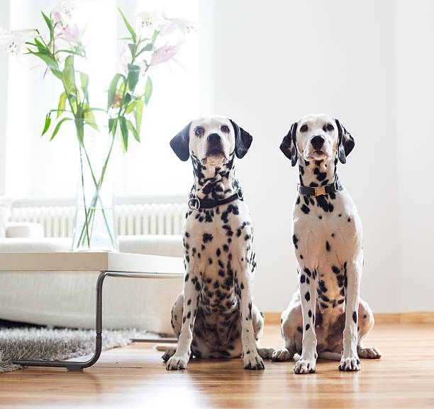 Summer portrait of cute dalmatian dog with black spots. Nice and beautiful dalmatian family pet outdoors on sunny summer day. 101 dalmatian movie star.