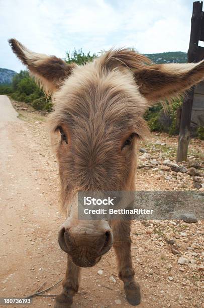 Esel Stockfoto und mehr Bilder von Esel - Esel, Fotografie, Maultier
