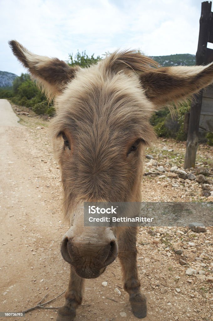 asino - Foto stock royalty-free di Animale selvatico