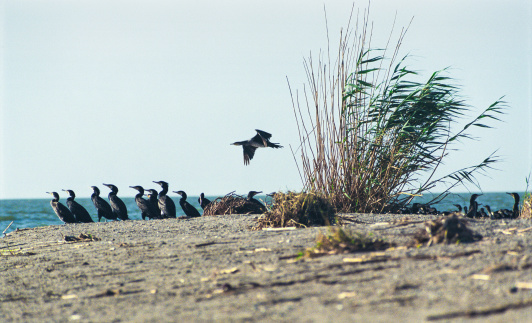 The Great  cormorant on the shore of the Caspian Sea (a small island in the North Sea).