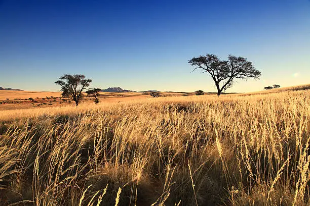 "Grassland Landscape at Dawn, Namib-Naukluft National Park, Namibia, Africa."