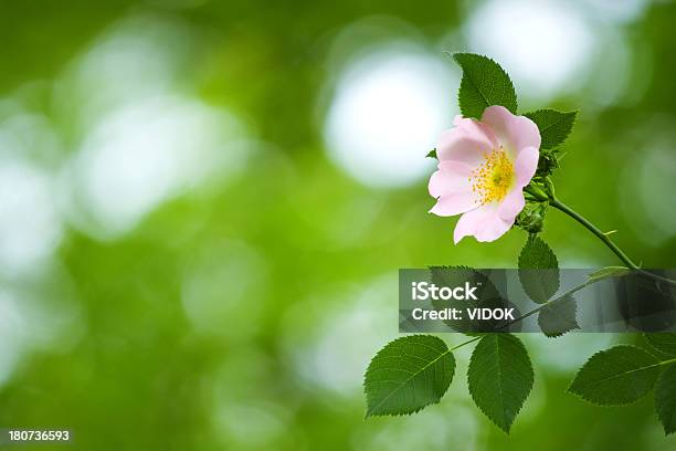 Dog Rose Stock Photo - Download Image Now - Wild Rose, Alternative Medicine, Backgrounds