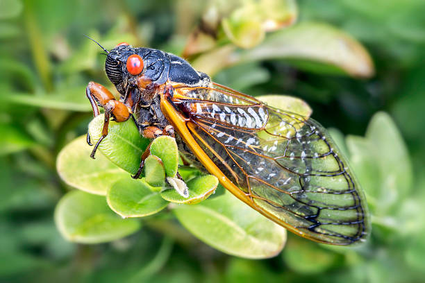 Cicada Closeup image of a cicada on leaves.  Cicadas will spend up to 17 years underground as larvae before hatching. They are known as one of the loudest insects. herpetology stock pictures, royalty-free photos & images