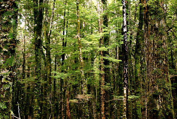 forêt de hêtre argent (nothofagus menziesii), nouvelle-zélande - southern beech photos et images de collection