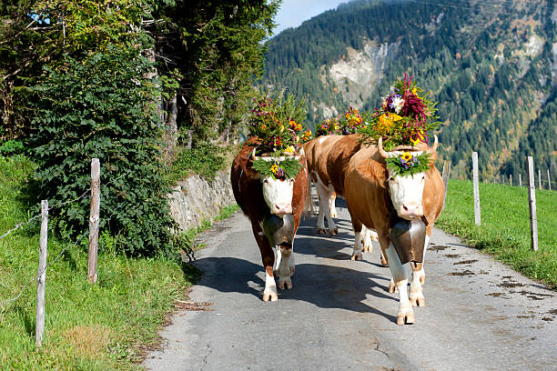 소, 꽃 장식 걷기 침울 산 스위스 - switzerland cow bell agricultural fair agriculture 뉴스 사진 이미지