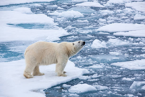 niedźwiedź polarny na kra lodowa w otoczeniu woda - polar bear global warming ice bear zdjęcia i obrazy z banku zdjęć