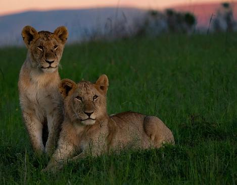 Rongai pride cubs at Masai Mara