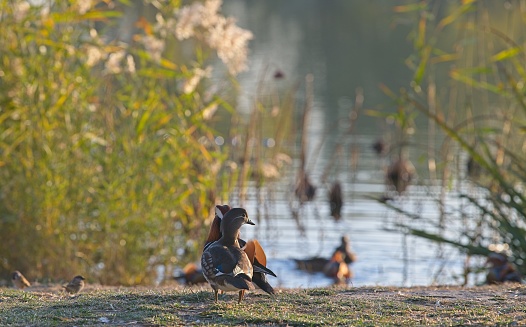 The mandarin duck (Aix galericulata) is a perching duck species native to the East Palearctic. It is sexually dimorphic, males showing a dramatic difference from the females. It is medium-sized, at 41–49 cm long with a 65–75 cm wingspan. The only other member of the genus Aix. 'Aix' is an Ancient Greek word which was used by Aristotle to refer to an unknown diving bird, and 'galericulata' is the Latin for a wig, derived from galerum, a cap or bonnet.