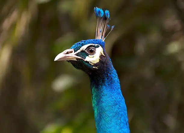 Photo of Tropical bird