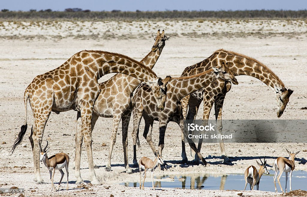 As girafas em cisterna - Royalty-free Animal de Safari Foto de stock