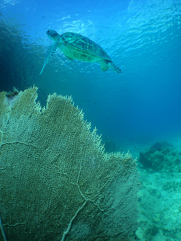 sea turtle swimming in the crystal clear waters on a reef in the Caribbean Sea