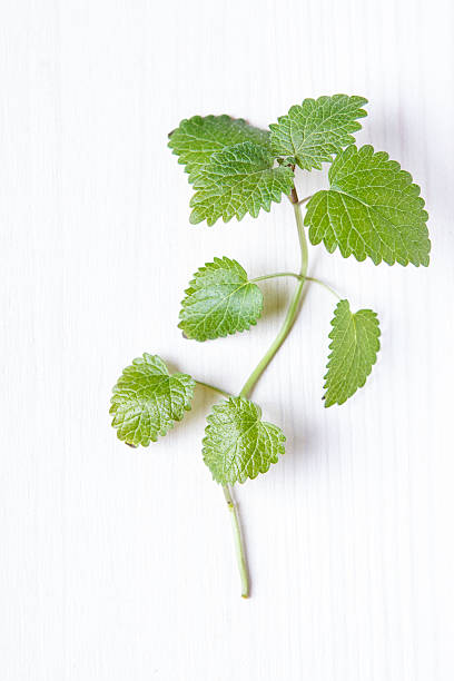 melissa officinalis - lemon balm stock-fotos und bilder