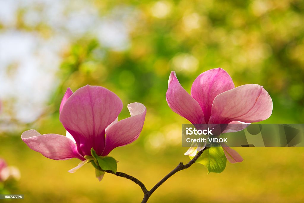 Magnolia. - Foto stock royalty-free di Albero