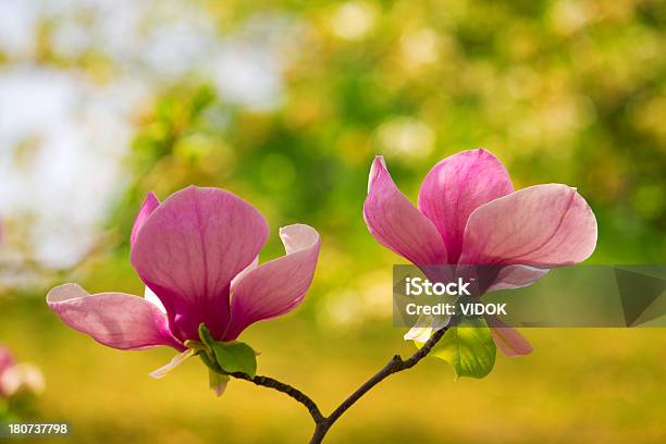 Magnolia - Fotografie stock e altre immagini di Albero - Albero, Ambientazione esterna, Beige