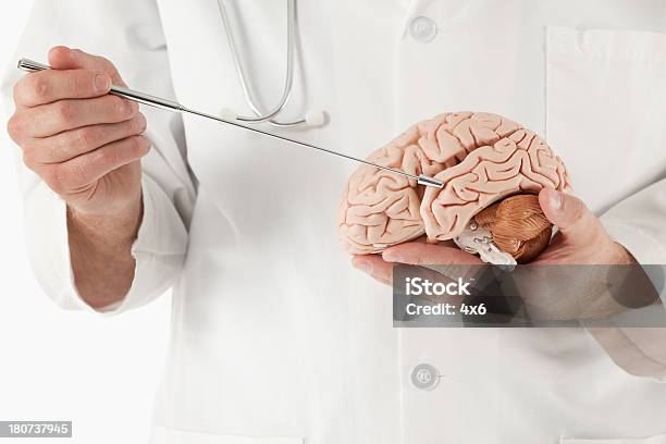 Medico Tenendo Un Cervello - Fotografie stock e altre immagini di Adulto - Adulto, Anatomia umana, Anatomista