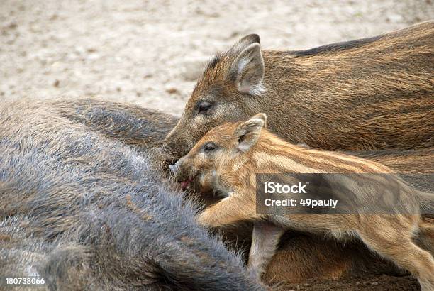 Suckling Piglets Stock Photo - Download Image Now - Animal, Animal Behavior, Brown