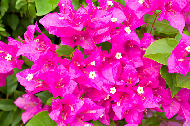 istock Pink bougainvilleas 180738126