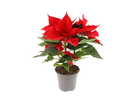 Blooming poinsettia in a flower pot on a white background. Front view.