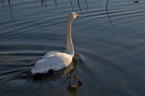 The whooper swan (Cygnus cygnus), also known as the common swan, is a large northern hemisphere swan. It is the Eurasian counterpart of the North American trumpeter swan, and the type species for the genus Cygnus.