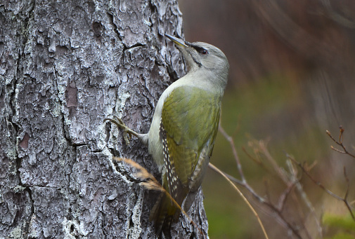 A grey-headed Woodpecker perches on a trunk in Hokkaido.