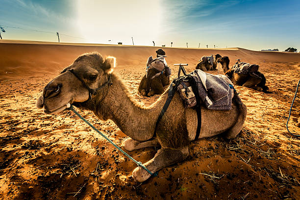 istock Camels Resting in the Sahara Desert at Sunrise 180738362