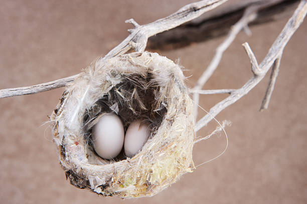 Hummingbird Nest Eggs "Rare glimpse into a hummingbird's nest, revealing two eggs.  Yavapai County, Arizona, 2012." animal embryo photos stock pictures, royalty-free photos & images