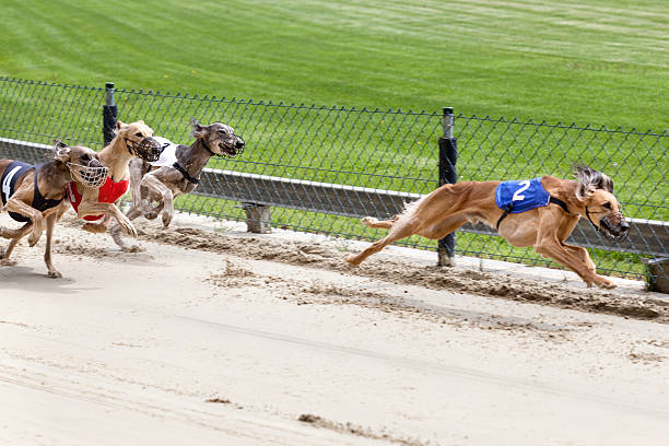 istock Greyhounds on racetrack 180738560