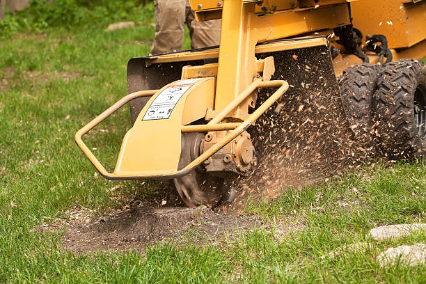 Stump Grinding Machine Removing Cut Tree A stump grinding machine is removing the remaining stump of a cut tree in a grass yard. The spinning blade grinds the stump from the ground allowing the area to be filled in with soil and grass. tree stump stock pictures, royalty-free photos & images