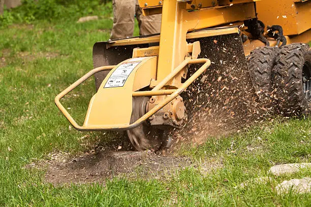 A stump grinding machine is removing the remaining stump of a cut tree in a grass yard. The spinning blade grinds the stump from the ground allowing the area to be filled in with soil and grass.