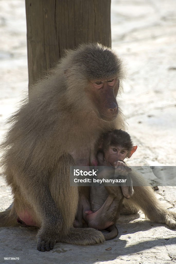 원숭이 - 로열티 프리 갈색 스톡 사진