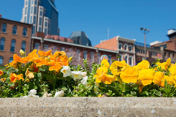 Spring flowers in Nashville Tennessee