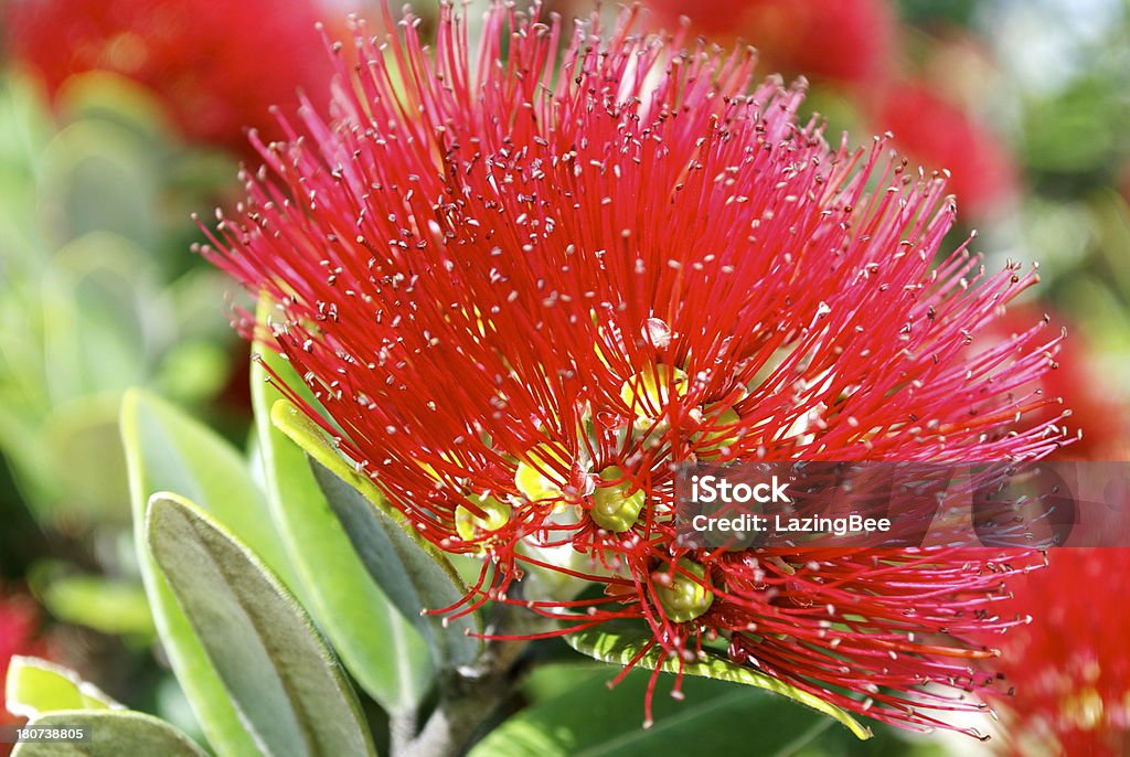 New Zealand metrosidero en flor - Foto de stock de Aire libre libre de derechos