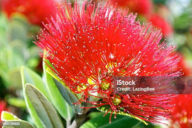 New Zealand Metrosidero En Flor Foto de stock y más banco de imágenes de Aire libre - Aire libre, Cabeza de flor, Característica de planta