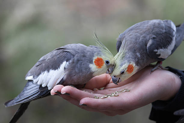 フィーディング Cockatiels ハンド ストックフォト