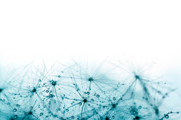 istock Macro Shot Of Dandelion Seed With Water Drops 180738999
