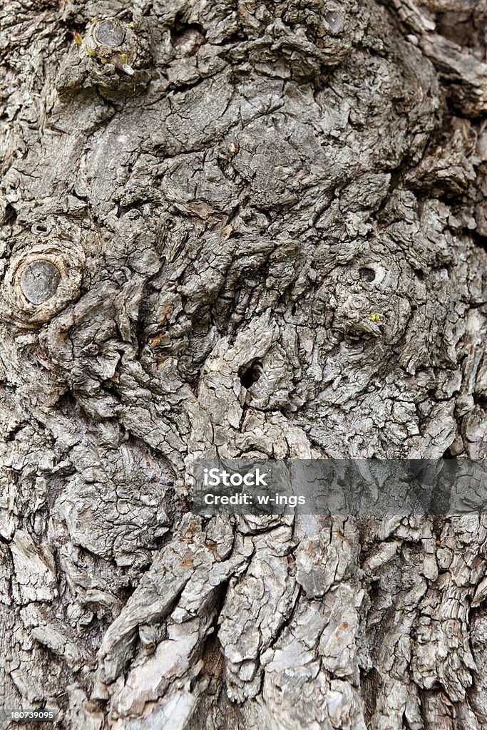 Textura de casca de árvore velha - Foto de stock de Abstrato royalty-free