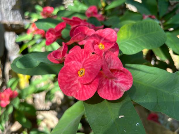 istock Aniseed flowers in the house 1807391331