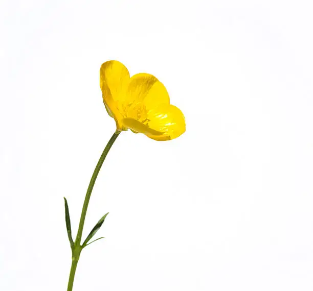 A single buttercup head isolated against a white background. Very narrow focus.