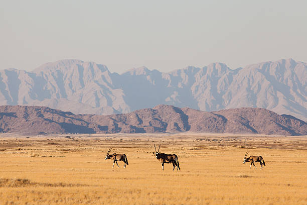 Gemsbok in Africa "Gemsbok (oryx) in the Namib-Naukluft park in Namibia, Africa" gemsbok photos stock pictures, royalty-free photos & images